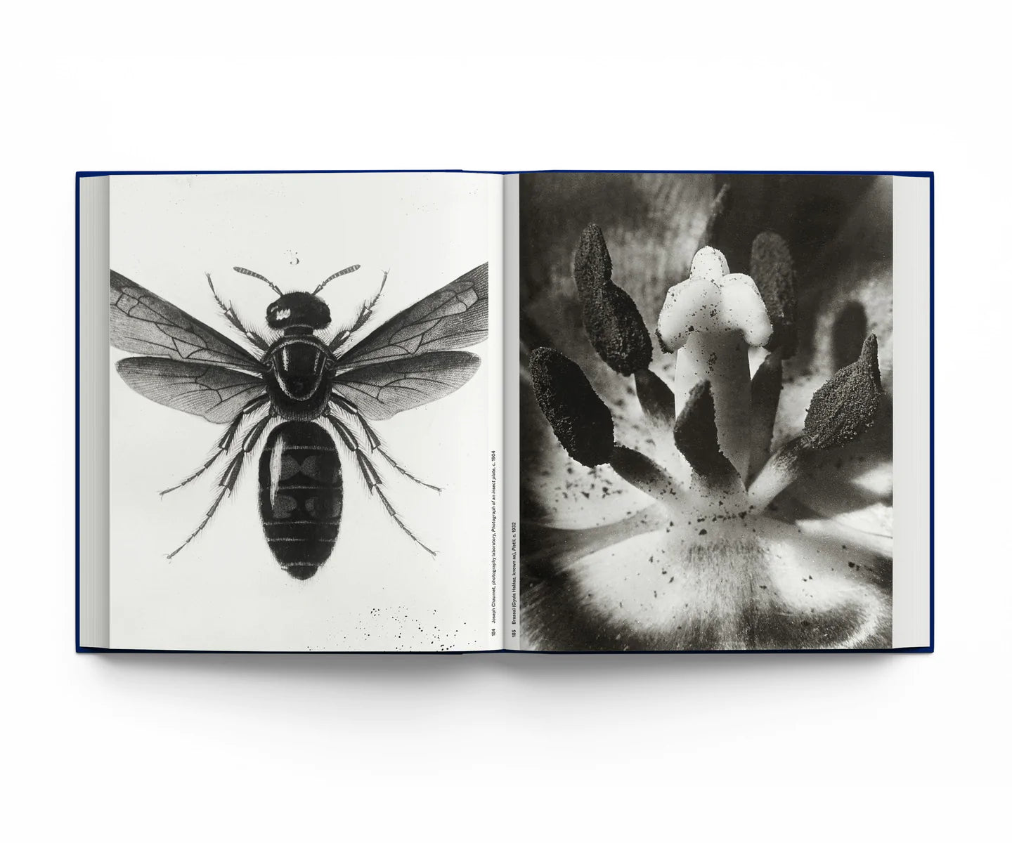 Botanical: Observing Beauty
