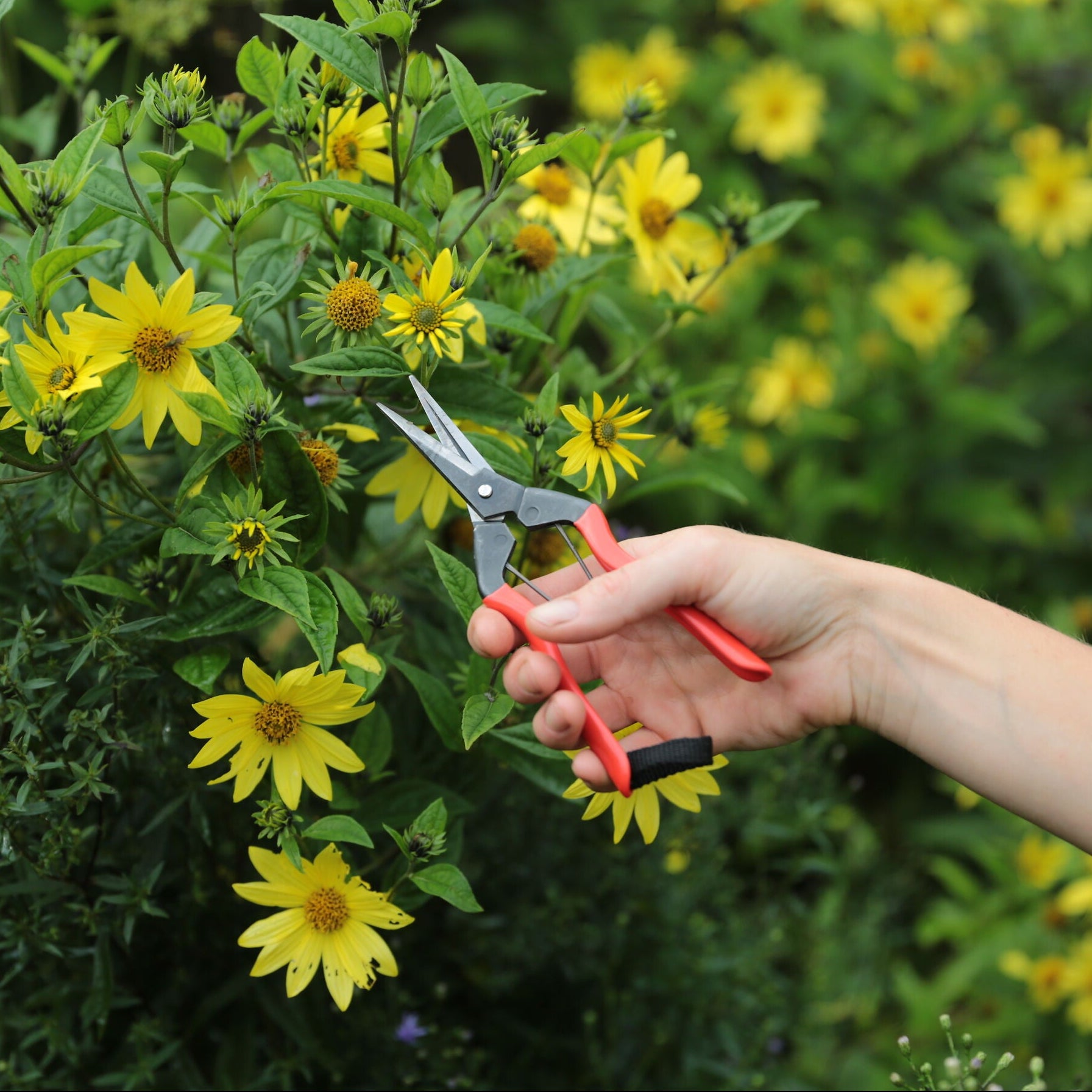 Niwaki Garden Snips