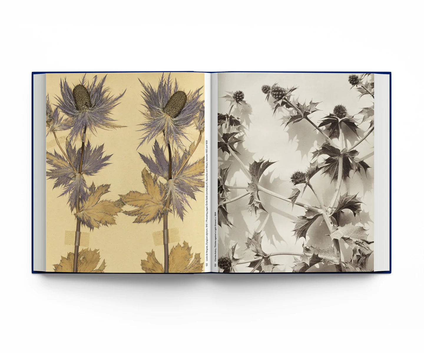 Botanical: Observing Beauty